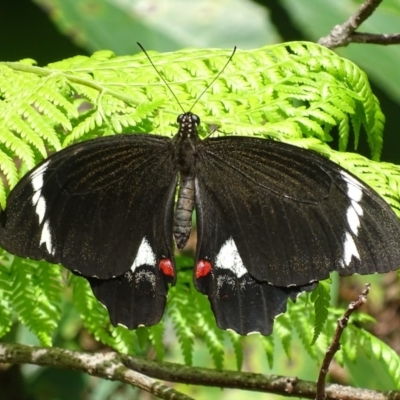 Papilio aegeus (Orchard Swallowtail, Large Citrus Butterfly) at Acton, ACT - 1 Feb 2018 by roymcd