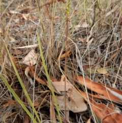 Corunastylis clivicola at Cook, ACT - 15 Feb 2018