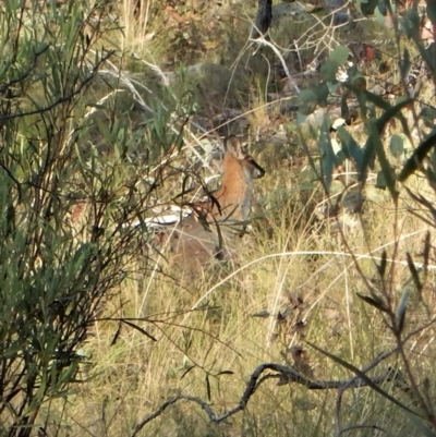 Notamacropus rufogriseus (Red-necked Wallaby) at Aranda Bushland - 15 Feb 2018 by CathB