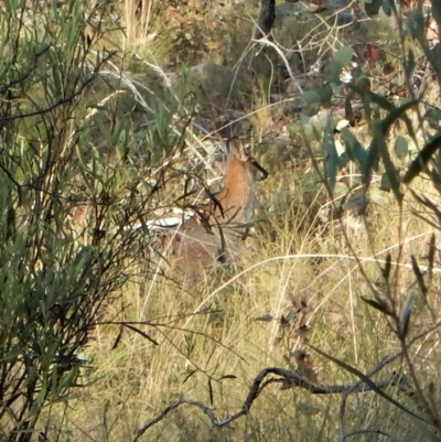 Notamacropus rufogriseus (Red-necked Wallaby) at Aranda Bushland - 16 Feb 2018 by CathB