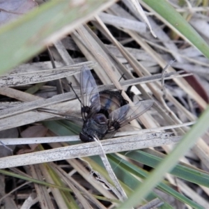 Rutilia sp. (genus) at Dunlop, ACT - 16 Feb 2018