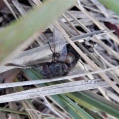 Rutilia sp. (genus) at Dunlop, ACT - 16 Feb 2018 08:07 AM