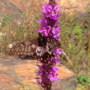 Papilio anactus at Acton, ACT - 16 Feb 2018