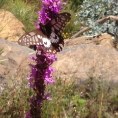 Papilio anactus at Acton, ACT - 16 Feb 2018