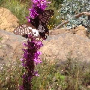 Papilio anactus at Acton, ACT - 16 Feb 2018 01:46 PM