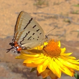 Jalmenus evagoras at Acton, ACT - 16 Feb 2018 01:46 PM