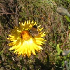 Neolucia hobartensis at Cotter River, ACT - 12 Feb 2018