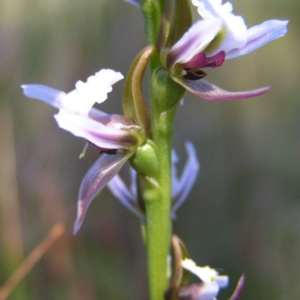 Paraprasophyllum alpestre at Cotter River, ACT - 12 Feb 2018