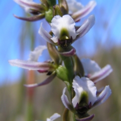 Paraprasophyllum alpestre at Cotter River, ACT - 12 Feb 2018