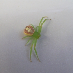 Lehtinelagia prasina (Leek-green flower spider) at Kambah, ACT - 14 Feb 2018 by MatthewFrawley