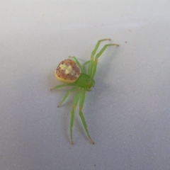 Lehtinelagia prasina (Leek-green flower spider) at Kambah, ACT - 15 Feb 2018 by MatthewFrawley