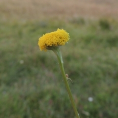 Craspedia variabilis (Common Billy Buttons) at Rob Roy Spring 2(F) - 3 Feb 2018 by MichaelBedingfield