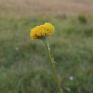 Craspedia variabilis at Rob Roy Spring 2(F) - suppressed