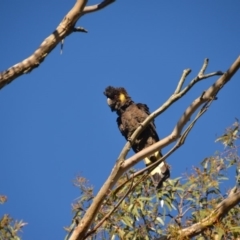 Zanda funerea (Yellow-tailed Black-Cockatoo) at Wamboin, NSW - 18 Oct 2016 by natureguy