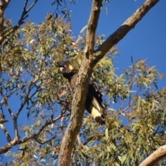 Zanda funerea at Wamboin, NSW - 18 Oct 2016 11:14 AM