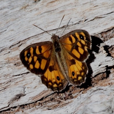 Geitoneura klugii (Marbled Xenica) at Cotter River, ACT - 12 Feb 2018 by HarveyPerkins