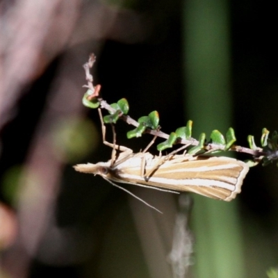 Hednota species near grammellus (Pyralid or snout moth) at Cotter River, ACT - 11 Feb 2018 by HarveyPerkins