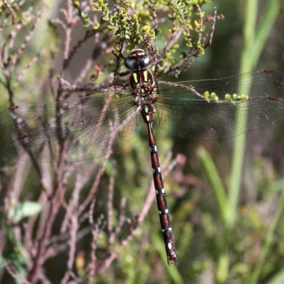 Austroaeschna pulchra (Forest Darner) at Cotter River, ACT - 12 Feb 2018 by HarveyPerkins