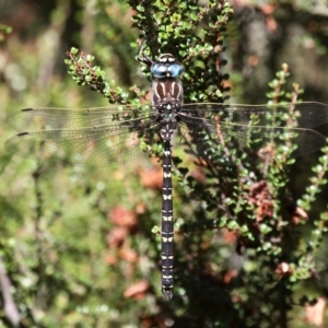 Austroaeschna inermis at Cotter River, ACT - 12 Feb 2018