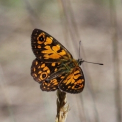 Oreixenica orichora (Spotted Alpine Xenica) at Cotter River, ACT - 12 Feb 2018 by HarveyPerkins