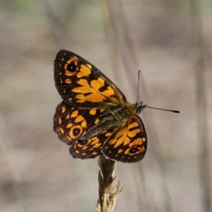 Oreixenica orichora at Cotter River, ACT - 12 Feb 2018