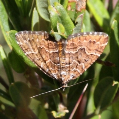 Chrysolarentia heliacaria (Heliacaria Carpet) at Cotter River, ACT - 12 Feb 2018 by HarveyPerkins