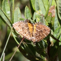 Chrysolarentia heliacaria at Cotter River, ACT - 12 Feb 2018