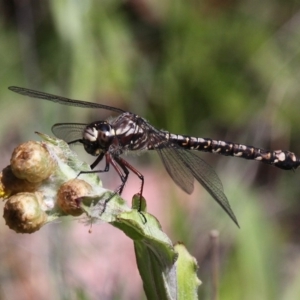 Austroaeschna atrata at Cotter River, ACT - 12 Feb 2018