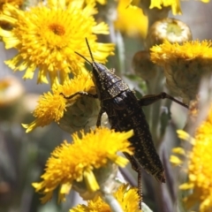 Monistria concinna (Southern Pyrgomorph) at Cotter River, ACT - 11 Feb 2018 by HarveyPerkins