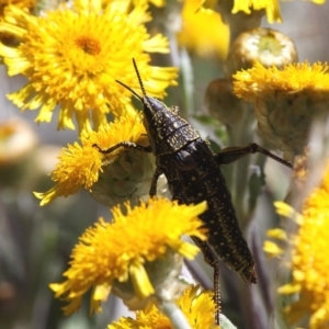 Monistria concinna at Cotter River, ACT - 12 Feb 2018