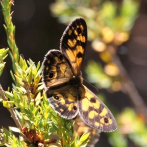 Heteronympha cordace at Cotter River, ACT - 12 Feb 2018