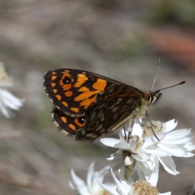 Oreixenica orichora (Spotted Alpine Xenica) at Cotter River, ACT - 12 Feb 2018 by HarveyPerkins