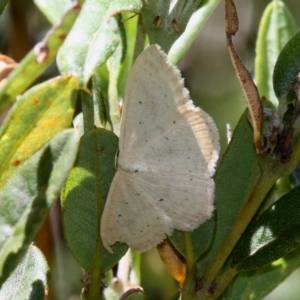 Scopula liotis at Namadgi National Park - 12 Feb 2018