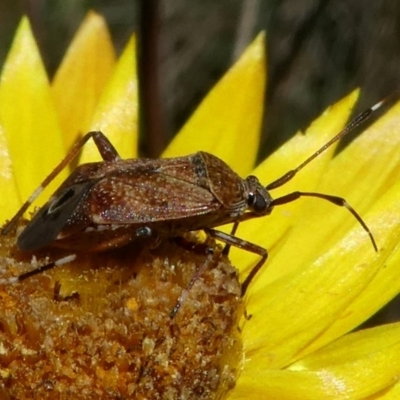 Miridae (family) (Unidentified plant bug) at Cotter River, ACT - 12 Feb 2018 by HarveyPerkins