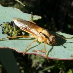 Pseudoperga lewisii (A Sawfly) at Cotter River, ACT - 11 Feb 2018 by HarveyPerkins