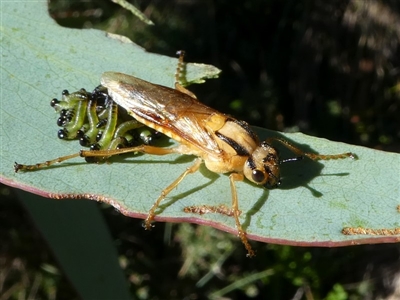 Pseudoperga lewisii (A Sawfly) at Cotter River, ACT - 11 Feb 2018 by HarveyPerkins