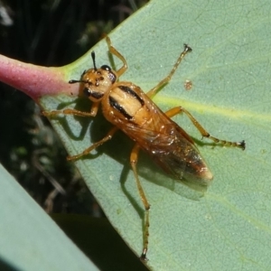 Pseudoperga lewisii at Cotter River, ACT - 12 Feb 2018