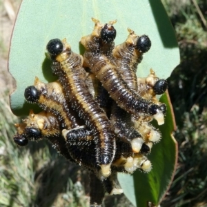 Pseudoperga sp. (genus) at Cotter River, ACT - 12 Feb 2018 09:44 AM