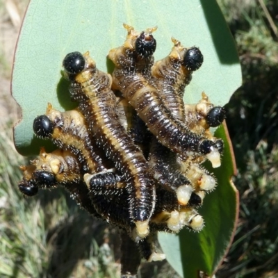 Pseudoperga sp. (genus) (Sawfly, Spitfire) at Cotter River, ACT - 12 Feb 2018 by HarveyPerkins