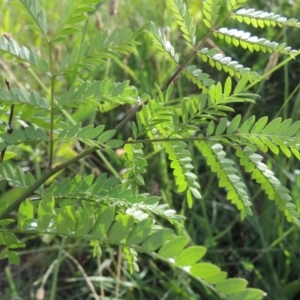 Gleditsia triacanthos at Molonglo River Reserve - 12 Feb 2018 06:42 PM