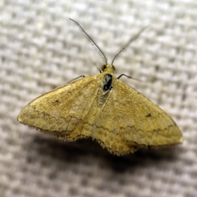 Scopula rubraria (Reddish Wave, Plantain Moth) at O'Connor, ACT - 7 Feb 2018 by ibaird