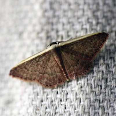 Idaea inversata (Purple Wave) at O'Connor, ACT - 7 Feb 2018 by ibaird