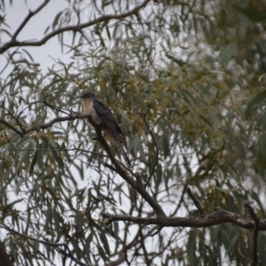 Cacomantis flabelliformis at Wamboin, NSW - 26 Oct 2017