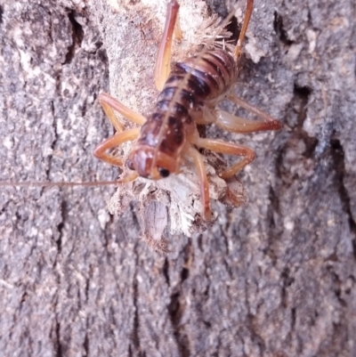 Paragryllacris sp. (genus) (Raspy or Tree cricket) at Wamboin, NSW - 26 Jan 2018 by natureguy