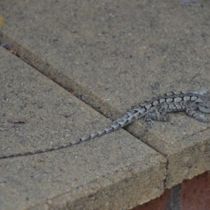 Amphibolurus muricatus at Wamboin, NSW - 24 Jan 2018