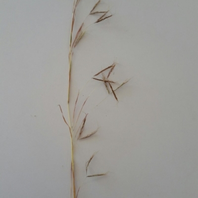 Hyparrhenia hirta (Coolatai Grass) at Uriarra Village, ACT - 17 Feb 2018 by ACTBioSecurity