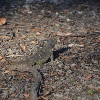 Pogona barbata (Eastern Bearded Dragon) at Wamboin, NSW - 28 Jan 2018 by natureguy
