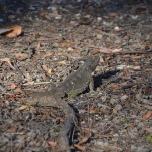 Pogona barbata at Wamboin, NSW - suppressed