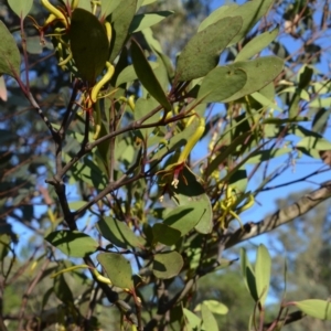 Muellerina eucalyptoides at Wamboin, NSW - 29 Jan 2018 10:52 AM