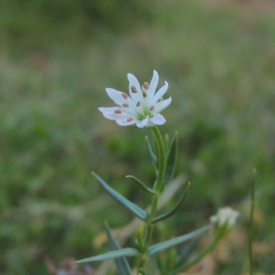 Stellaria angustifolia (Swamp Starwort) at Rob Roy Spring 2(F) - 3 Feb 2018 by michaelb